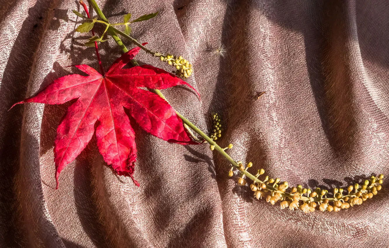 Photo wallpaper autumn, leaves, fabric, maple