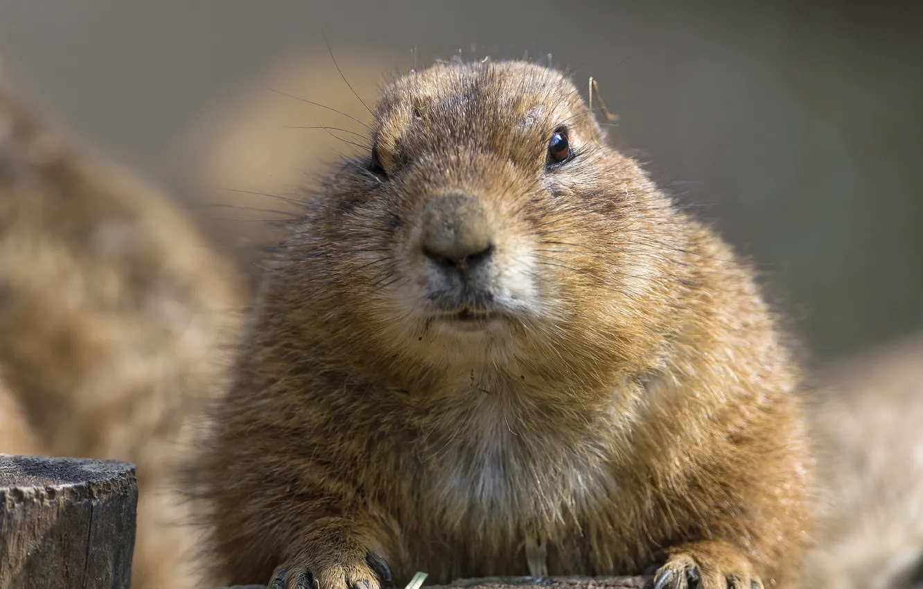 Photo wallpaper muzzle, rodent, Prairie dog