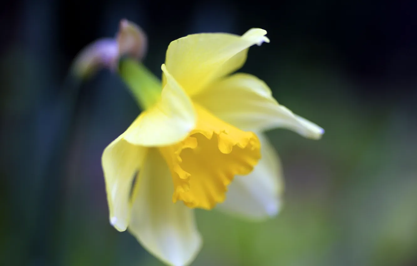 Photo wallpaper flower, macro, yellow, nature, spring, Narcissus
