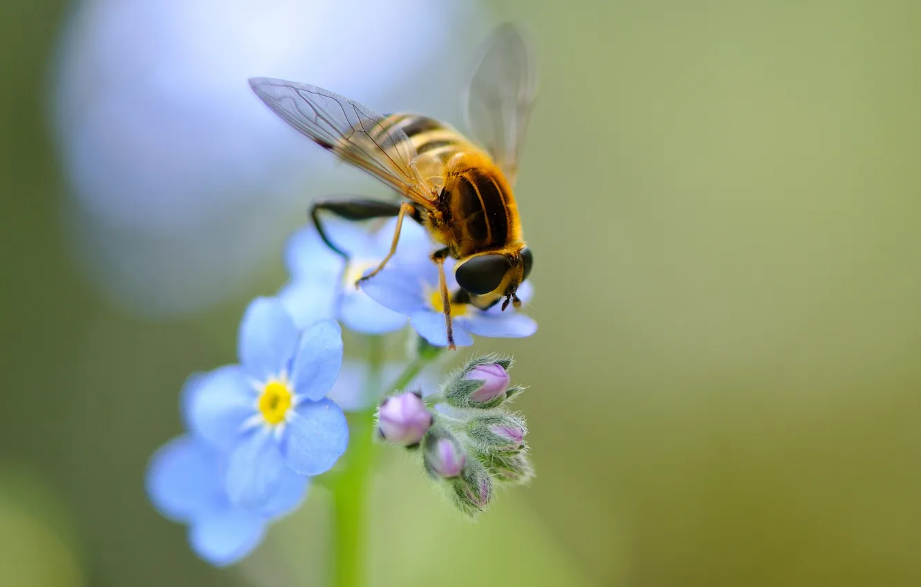 Photo wallpaper flowers, bee, blue, wings, insect, field, forget-me-nots