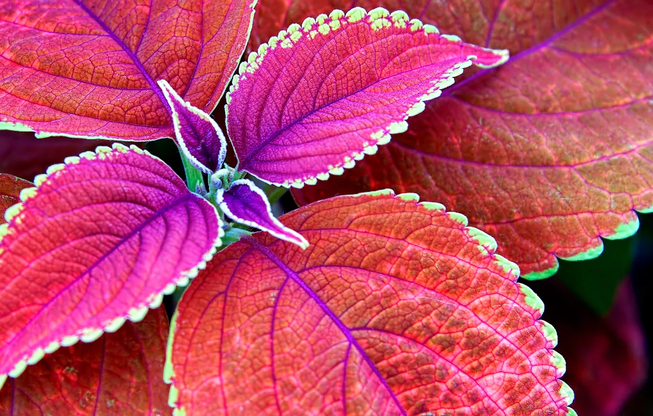 Photo wallpaper leaves, nature, plant, color