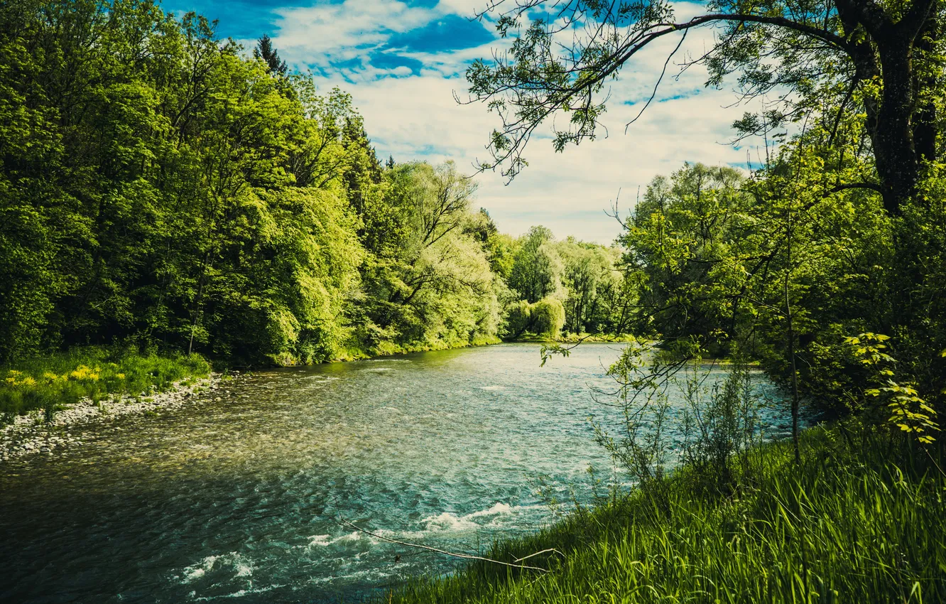 Photo wallpaper forest, the sky, grass, clouds, river