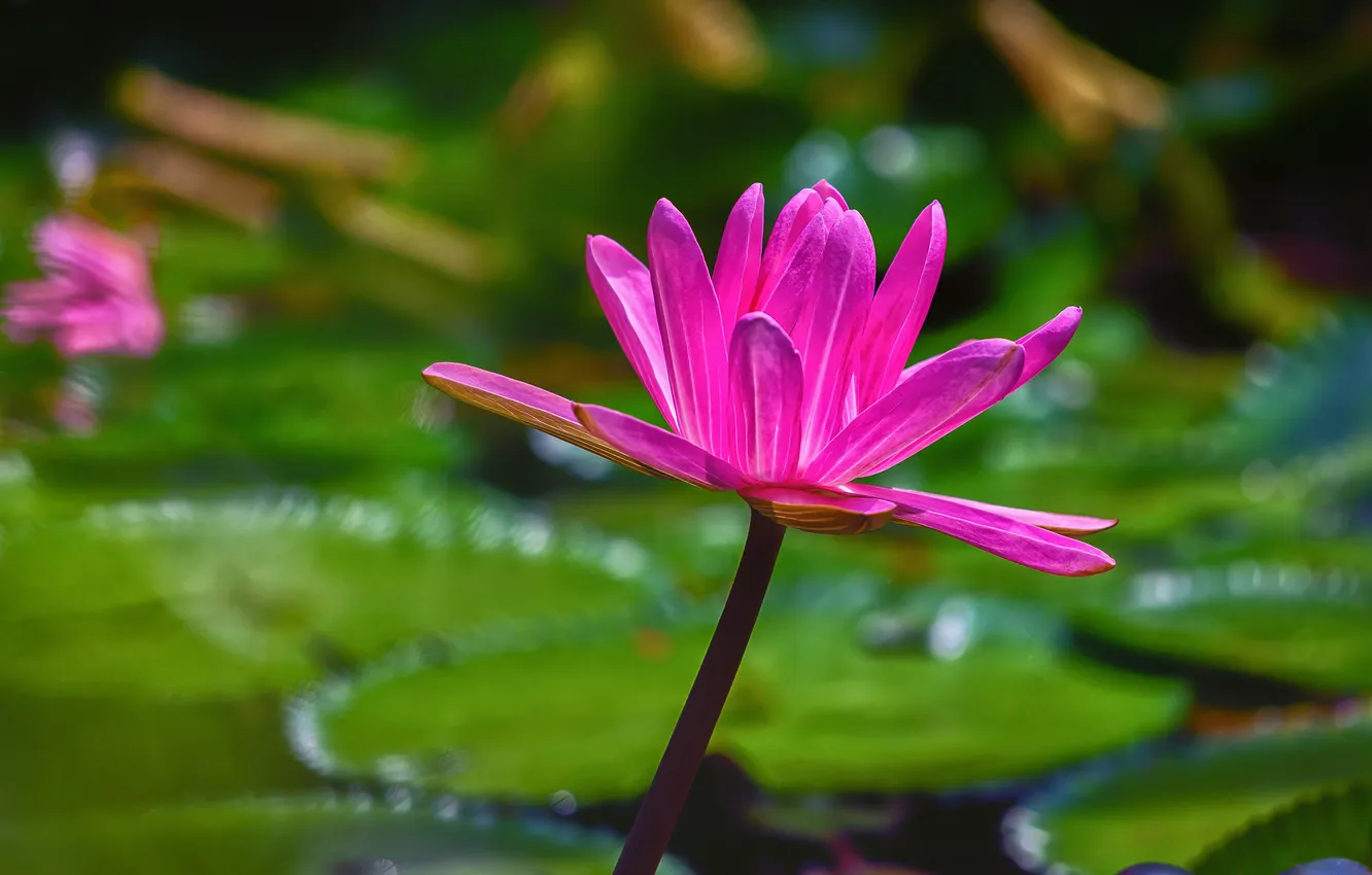 Photo wallpaper flower, leaves, petals, pond