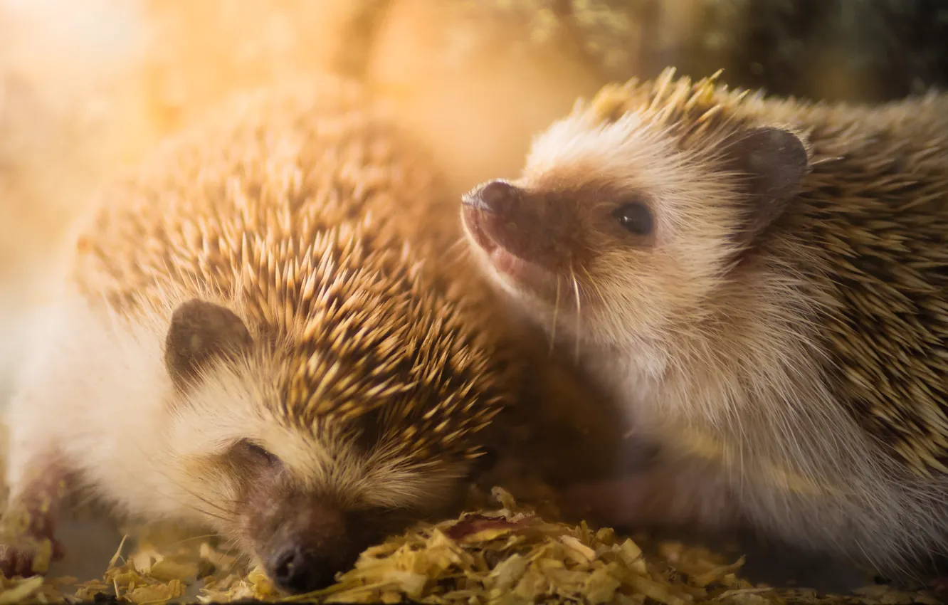 Photo wallpaper autumn, look, leaves, light, needles, nature, pose, background