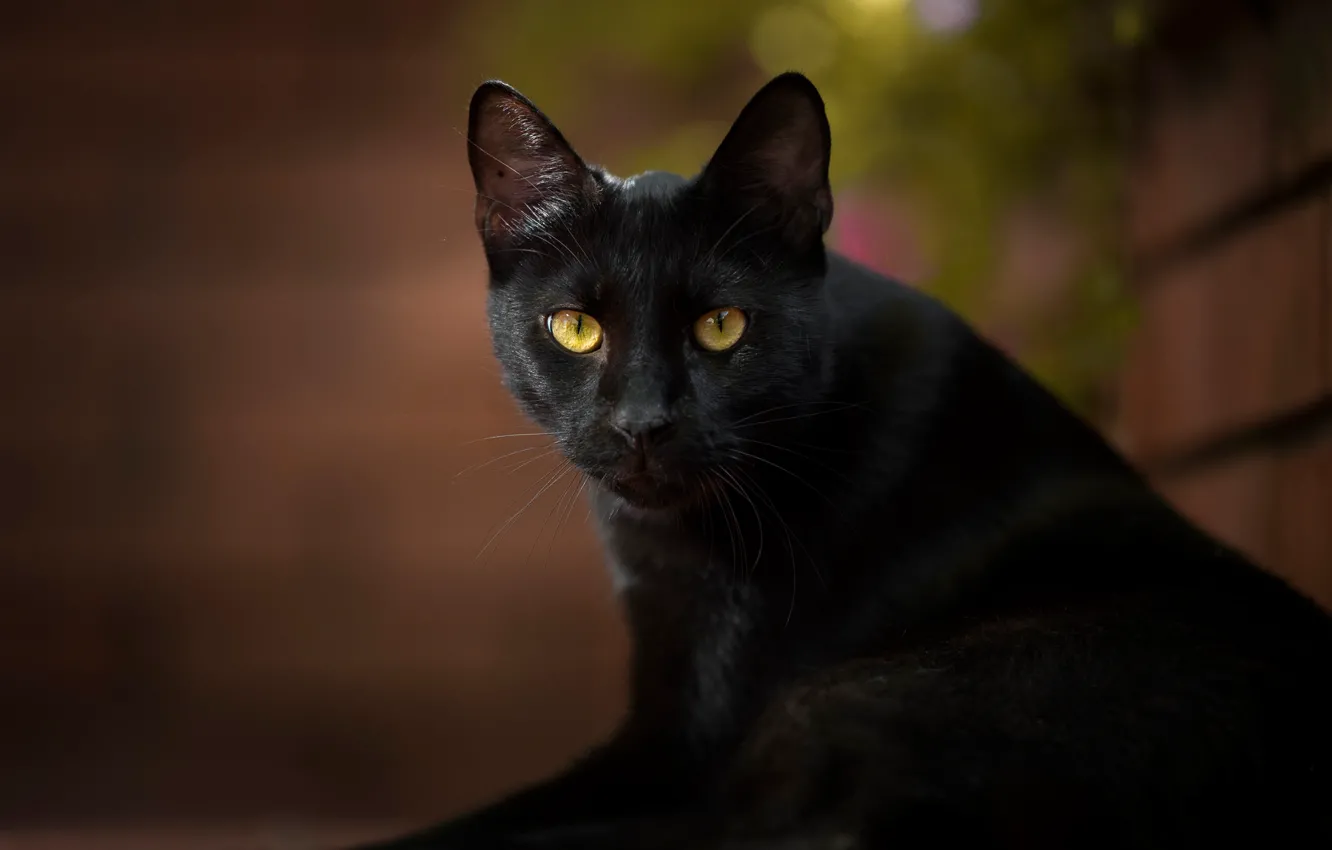 Photo wallpaper cat, cat, look, black cat