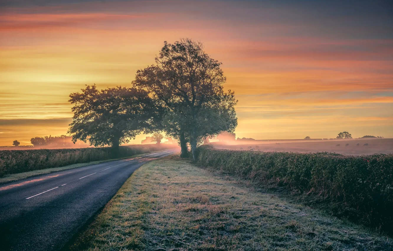 Photo wallpaper road, field, trees, fog