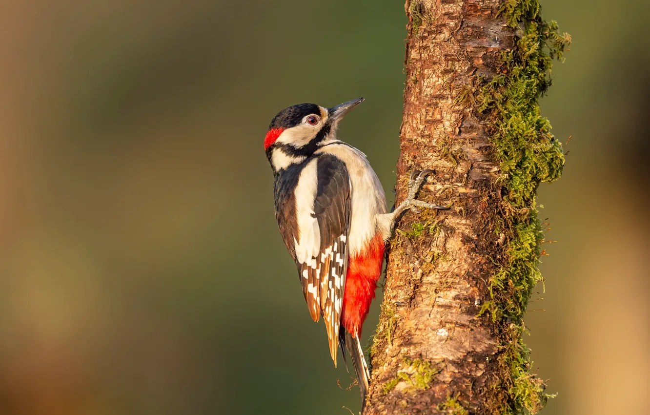 Photo wallpaper background, tree, bird, woodpecker