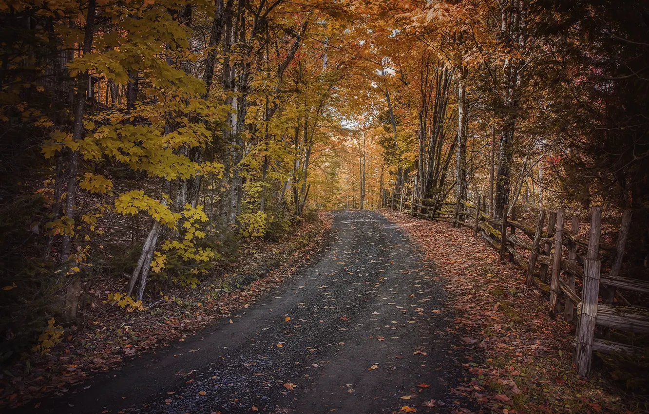 Photo wallpaper road, autumn, nature, the fence