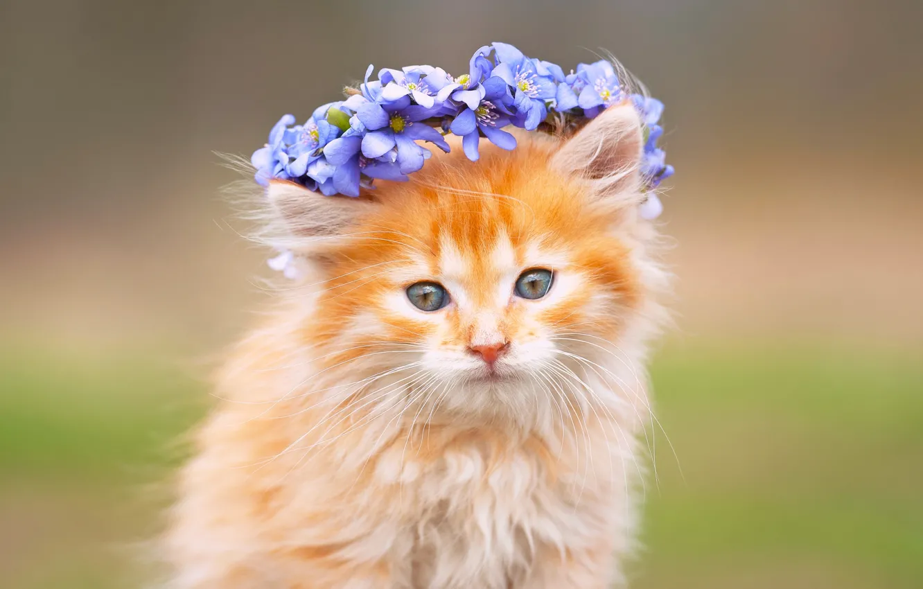 Photo wallpaper flowers, fluffy, muzzle, kitty, wreath