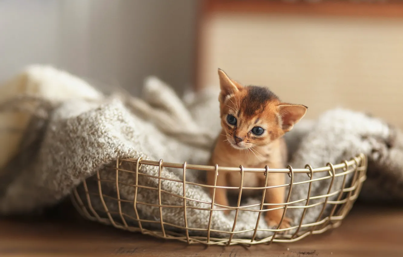 Photo wallpaper look, kitty, basket
