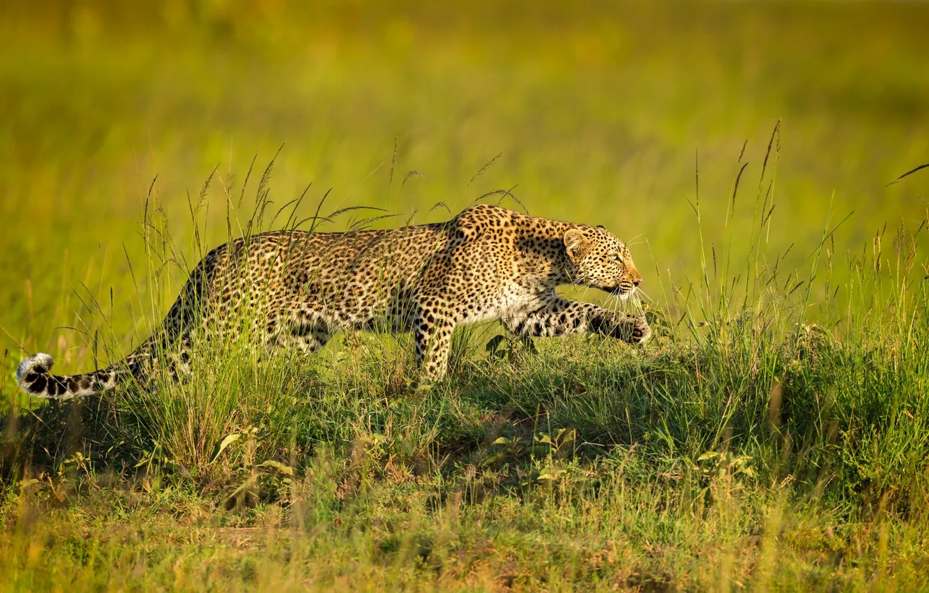Photo wallpaper predator, leopard, sneaks