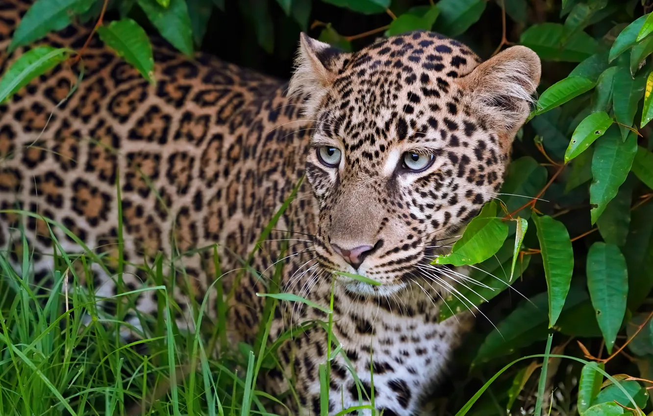 Photo wallpaper look, face, leaves, portrait, leopard