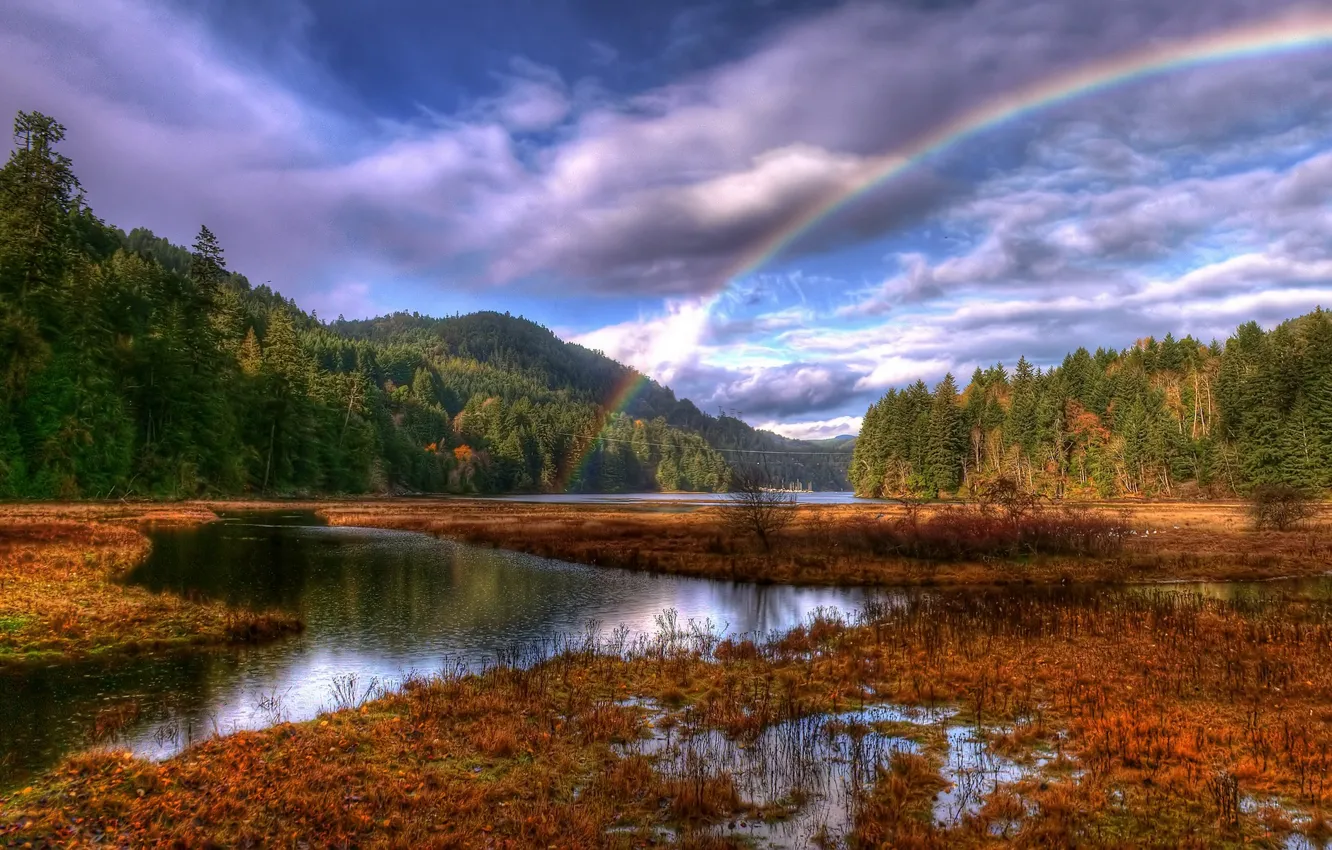 Photo wallpaper forest, clouds, rainbow