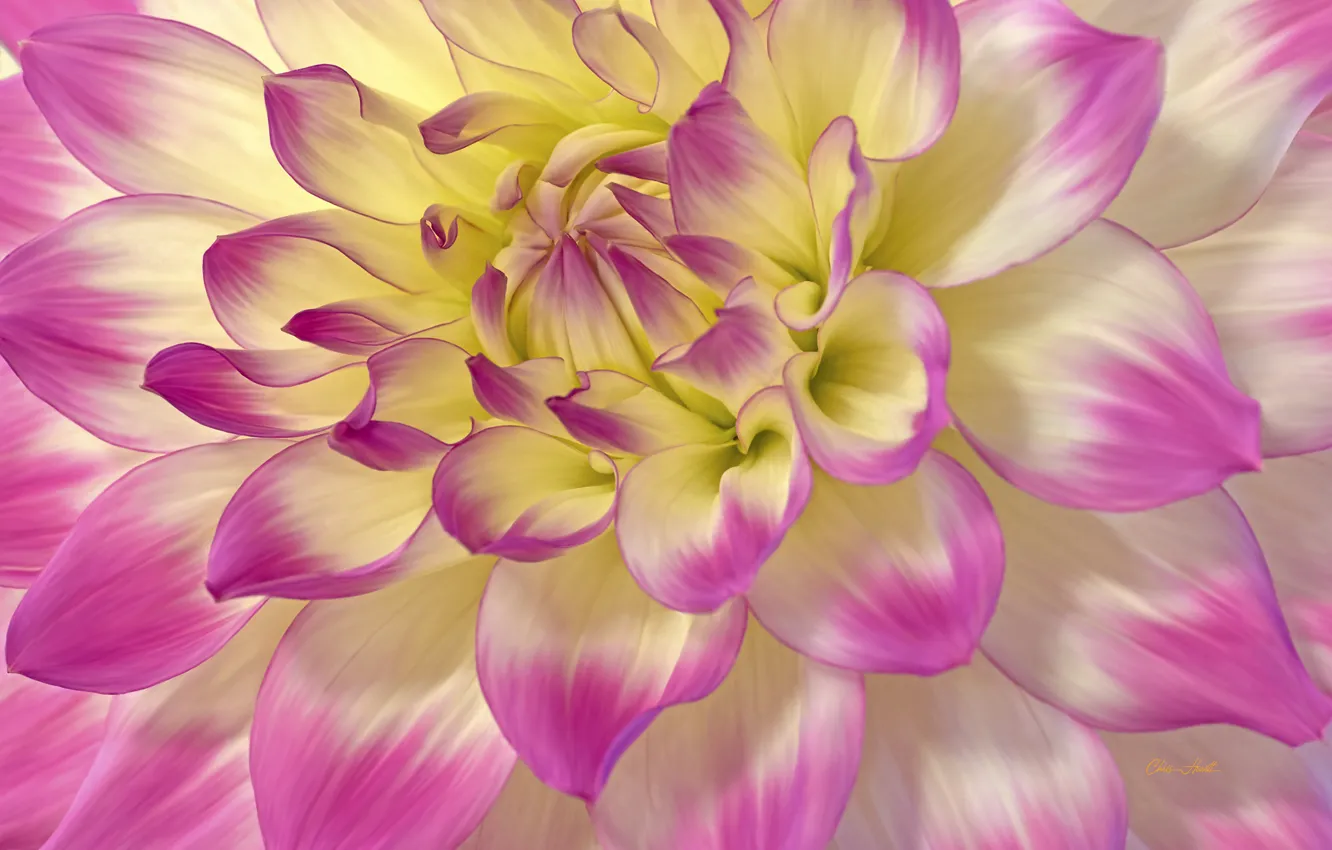Photo wallpaper macro, petals, dahlias