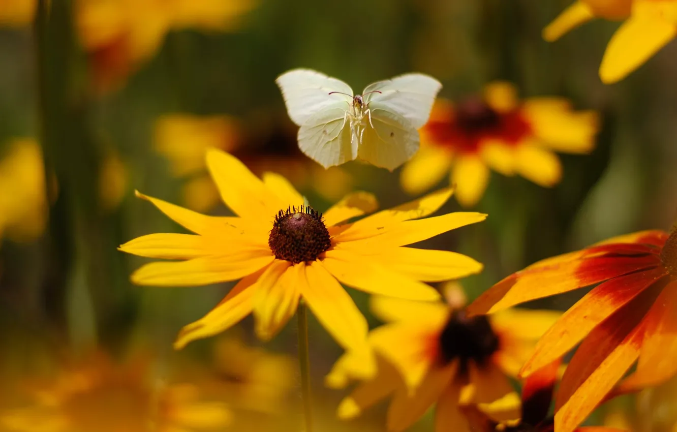 Photo wallpaper white, macro, flowers, yellow, butterfly, garden, rudbeckia