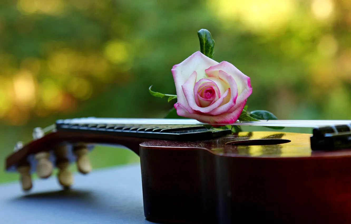 Photo wallpaper flowers, music, guitar, roses, pink, musical instrument, bokeh