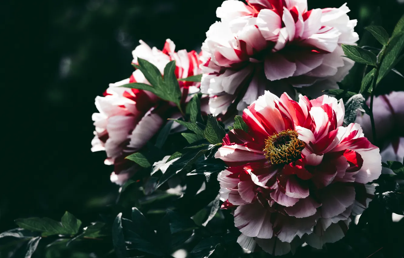 Photo wallpaper leaves, flowers, close-up, the dark background, Bush, peonies, striped, two-tone