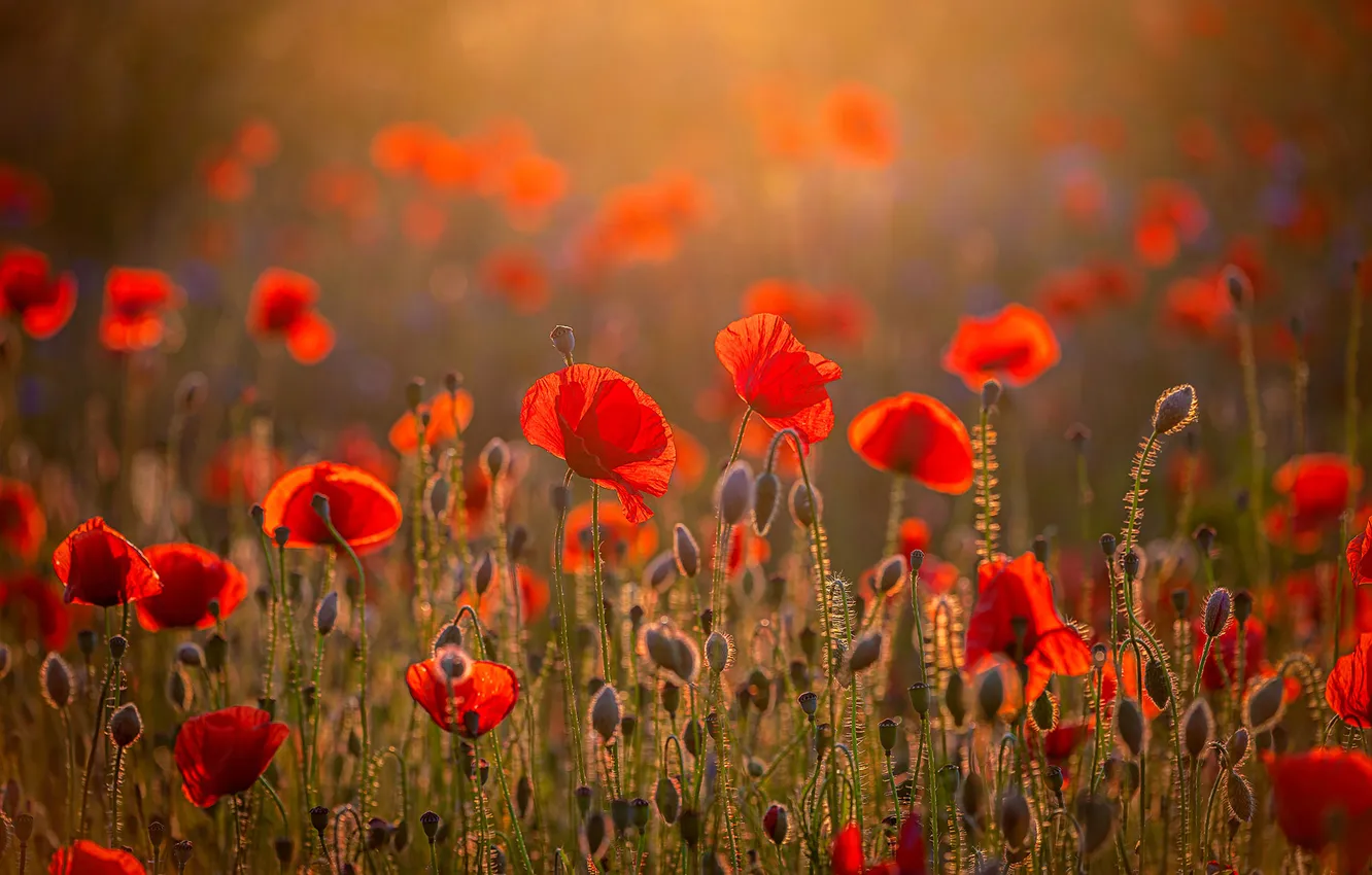 Photo wallpaper field, Maki, meadow