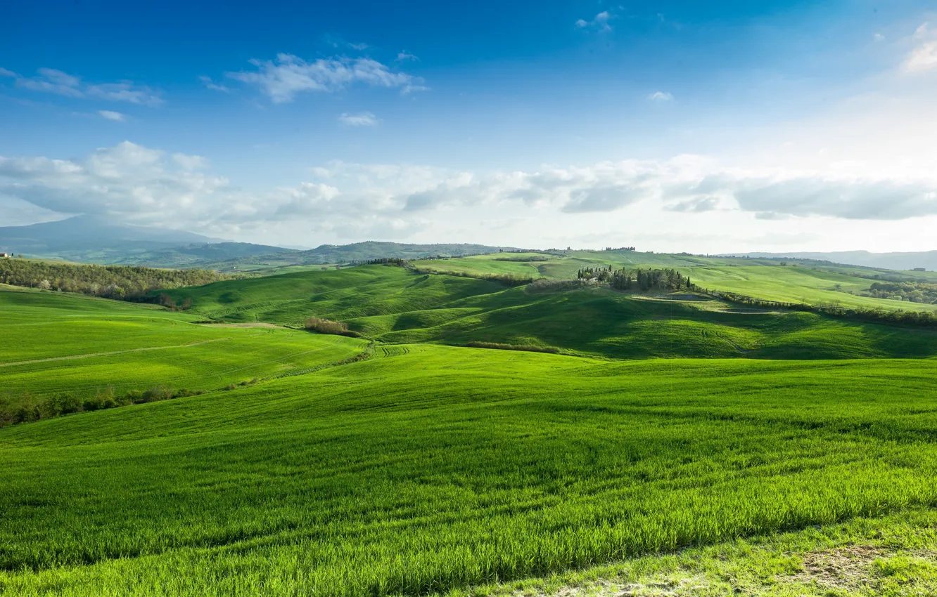 Photo wallpaper field, forest, grass, nature, view, space