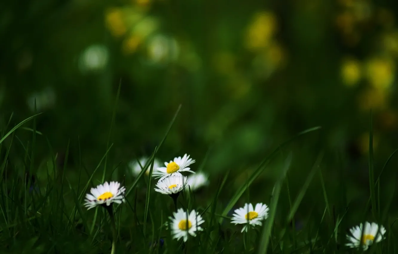 Photo wallpaper summer, grass, flowers, nature, Wallpaper, glade, chamomile, flowering