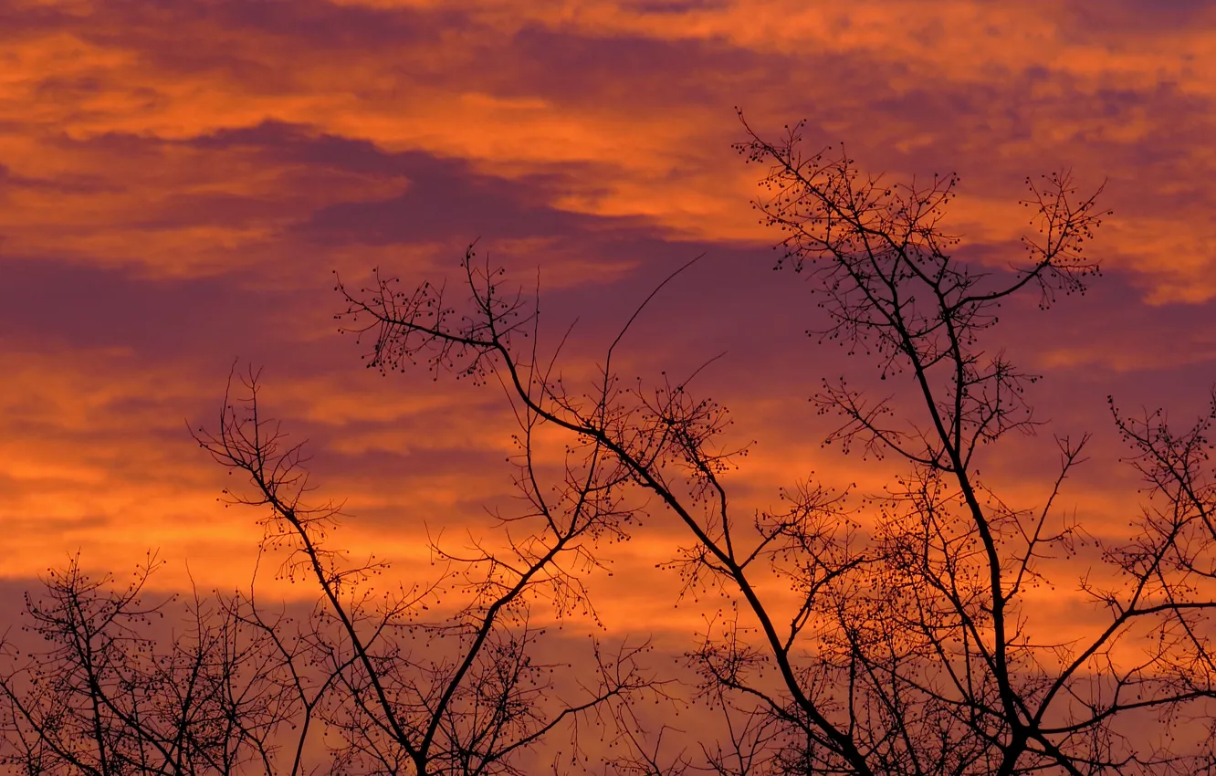 Photo wallpaper winter, the sky, trees, Nature, morning, silhouette, sky, trees