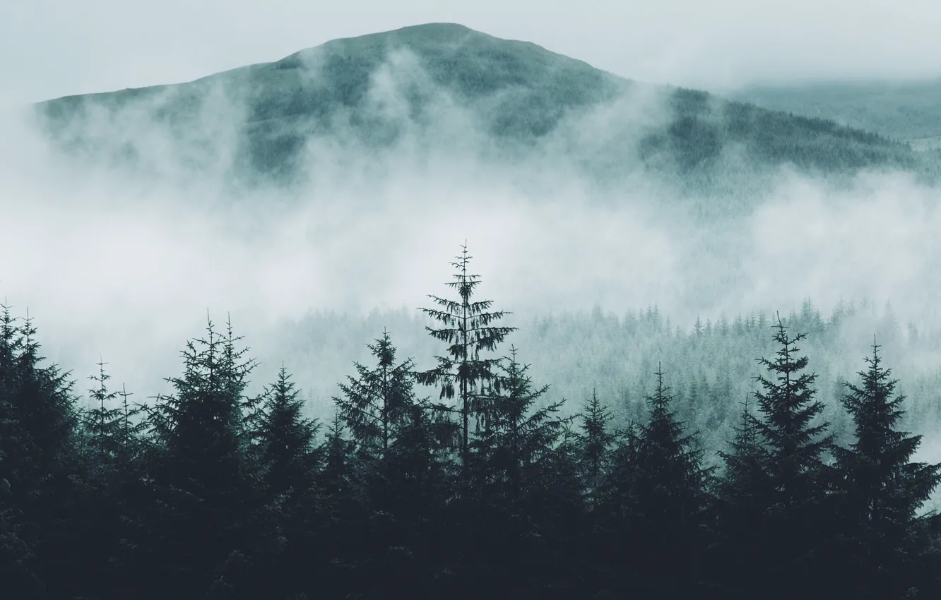 Photo wallpaper forest, nature, fog, mountain