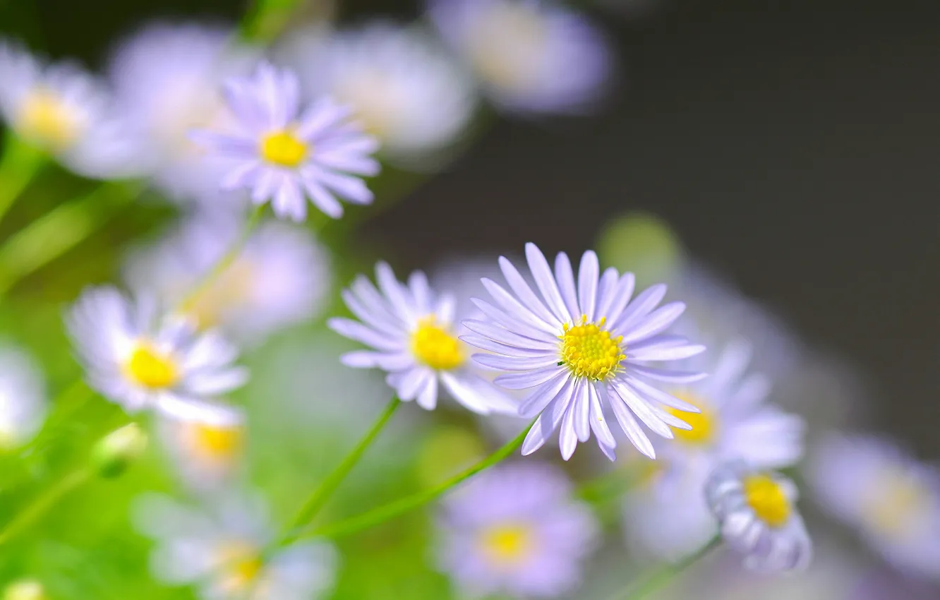 Photo wallpaper field, macro, chamomile, petals, garden, meadow