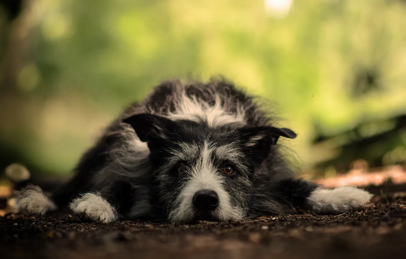 Photo wallpaper look, each, dog