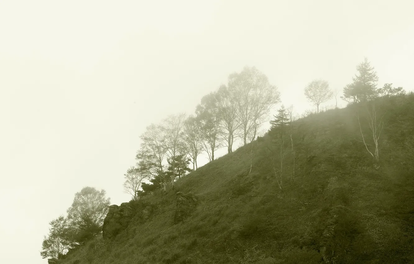 Photo wallpaper trees, fog, mountain, morning