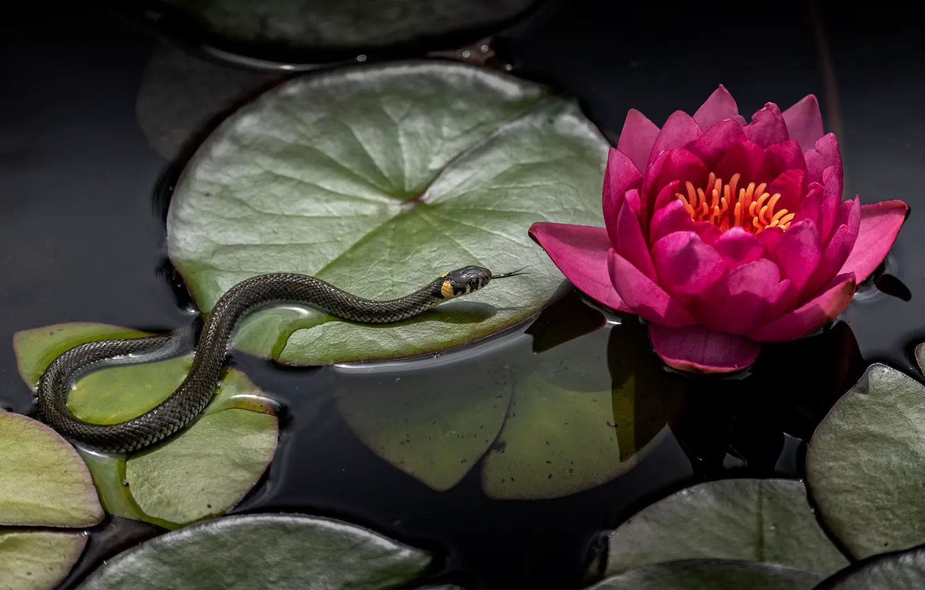 Photo wallpaper leaves, water, flowers, pond, snake, water Lily, an ordinary snake
