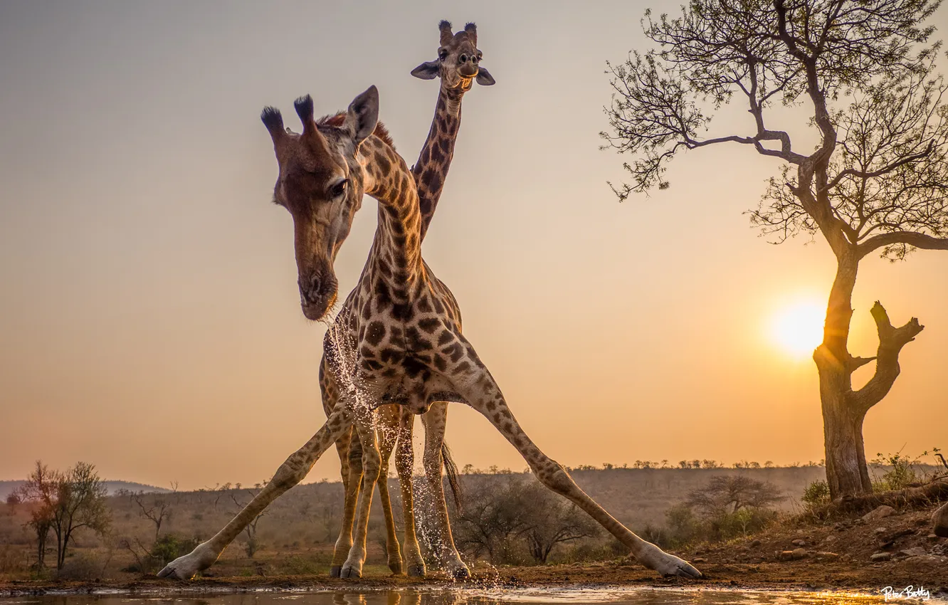 Photo wallpaper water, trees, sunset, giraffe, drink