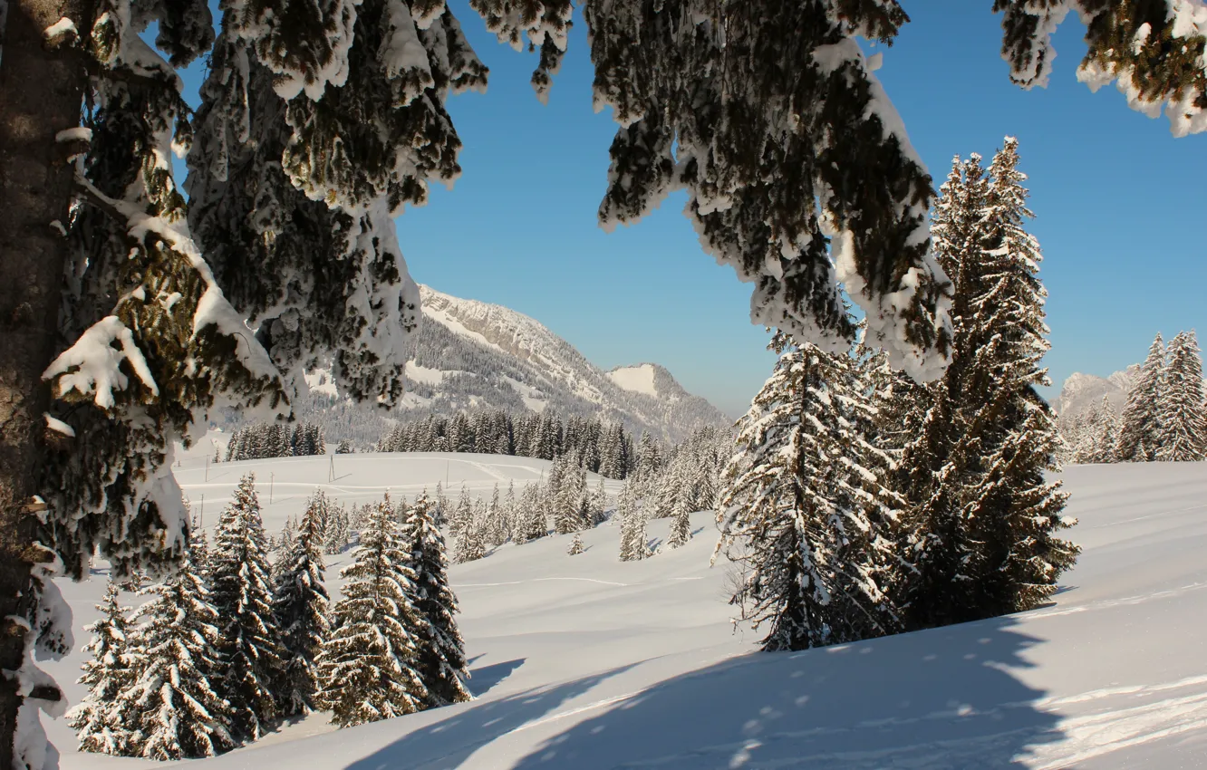 Photo wallpaper winter, snow, trees, nature, photo, spruce, Switzerland, Lucerne