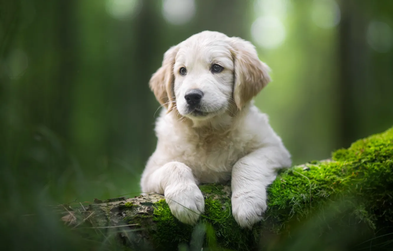 Photo wallpaper moss, dog, paws, puppy, log, face, bokeh, Golden Retriever
