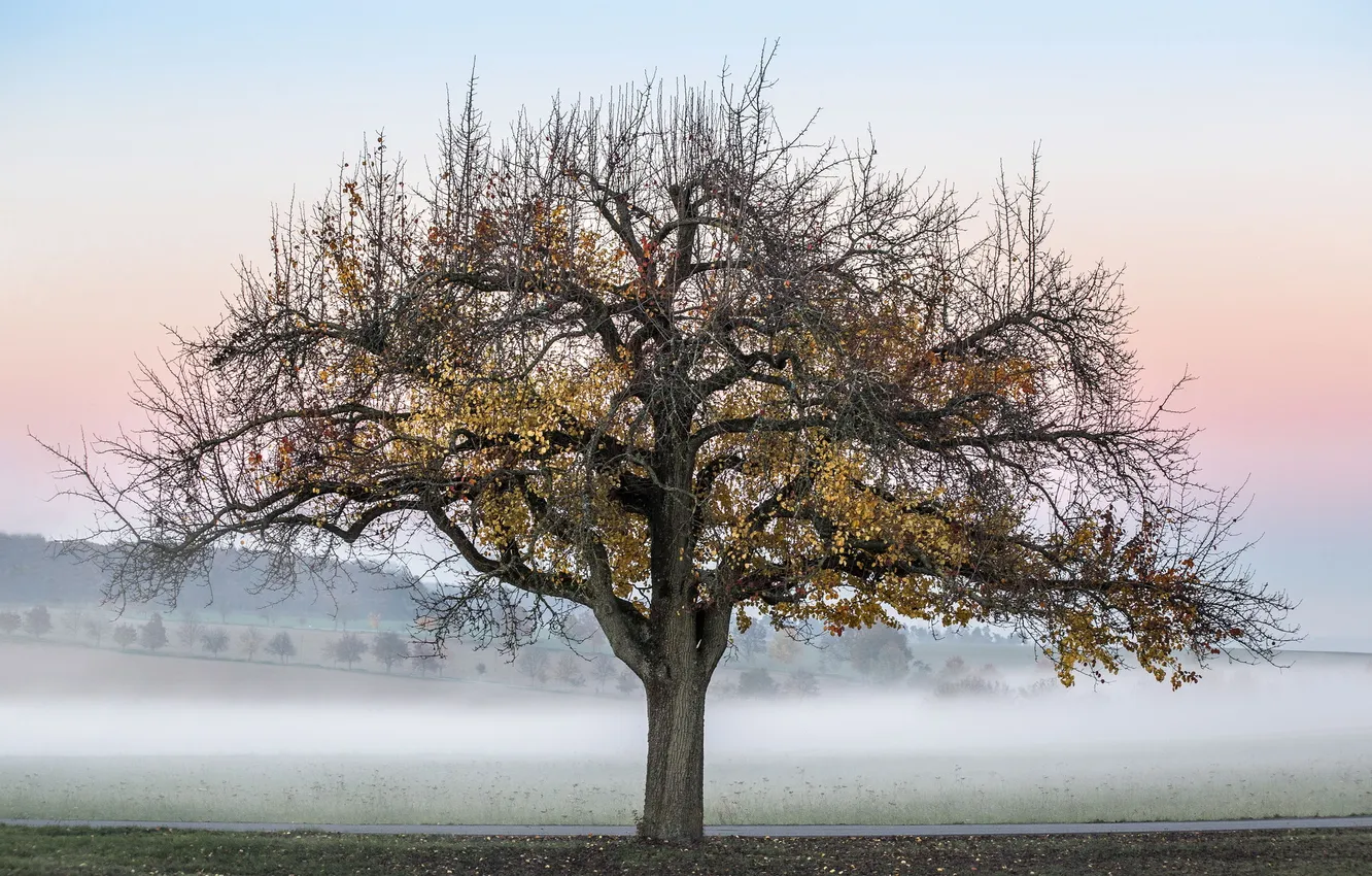 Photo wallpaper autumn, trees, fog