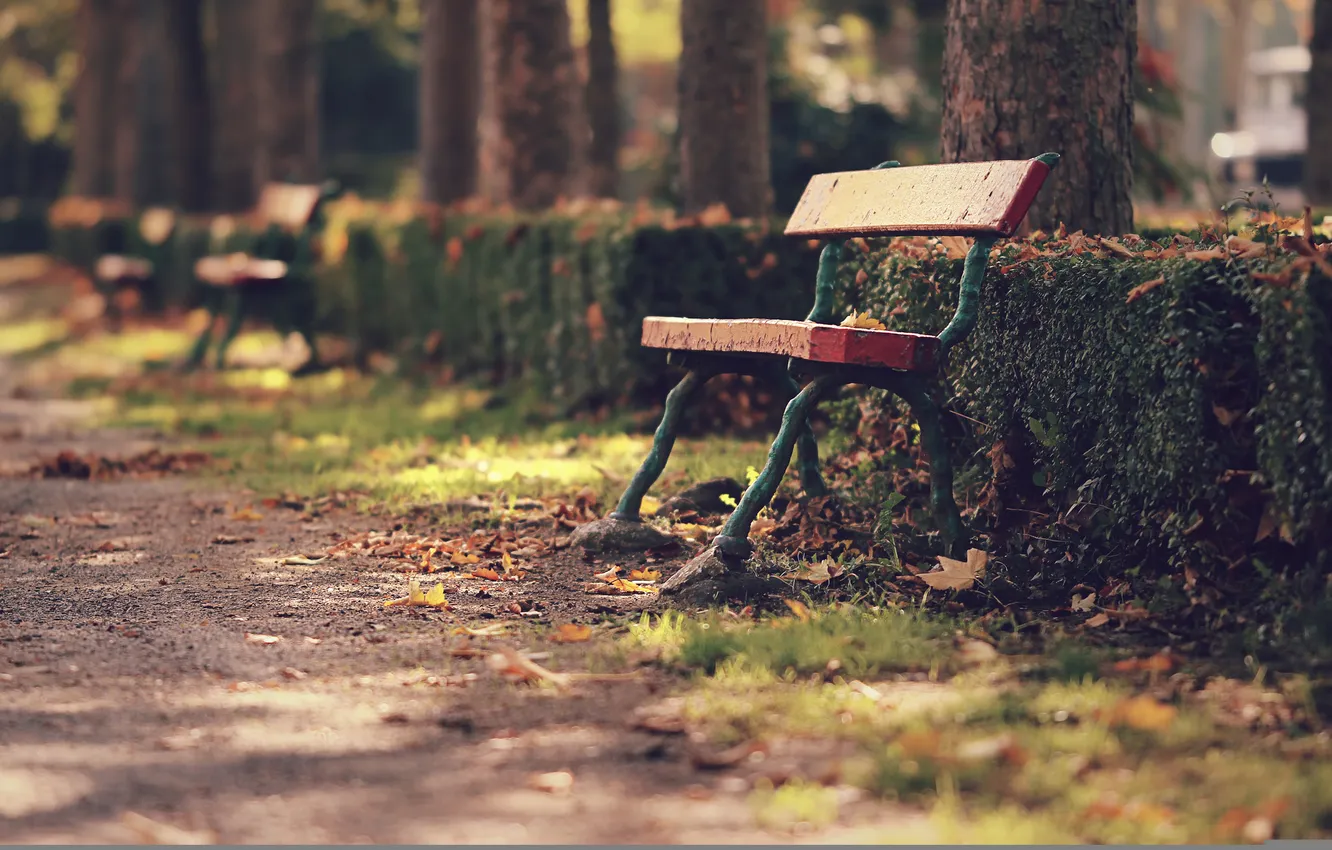 Photo wallpaper autumn, the city, street, bench