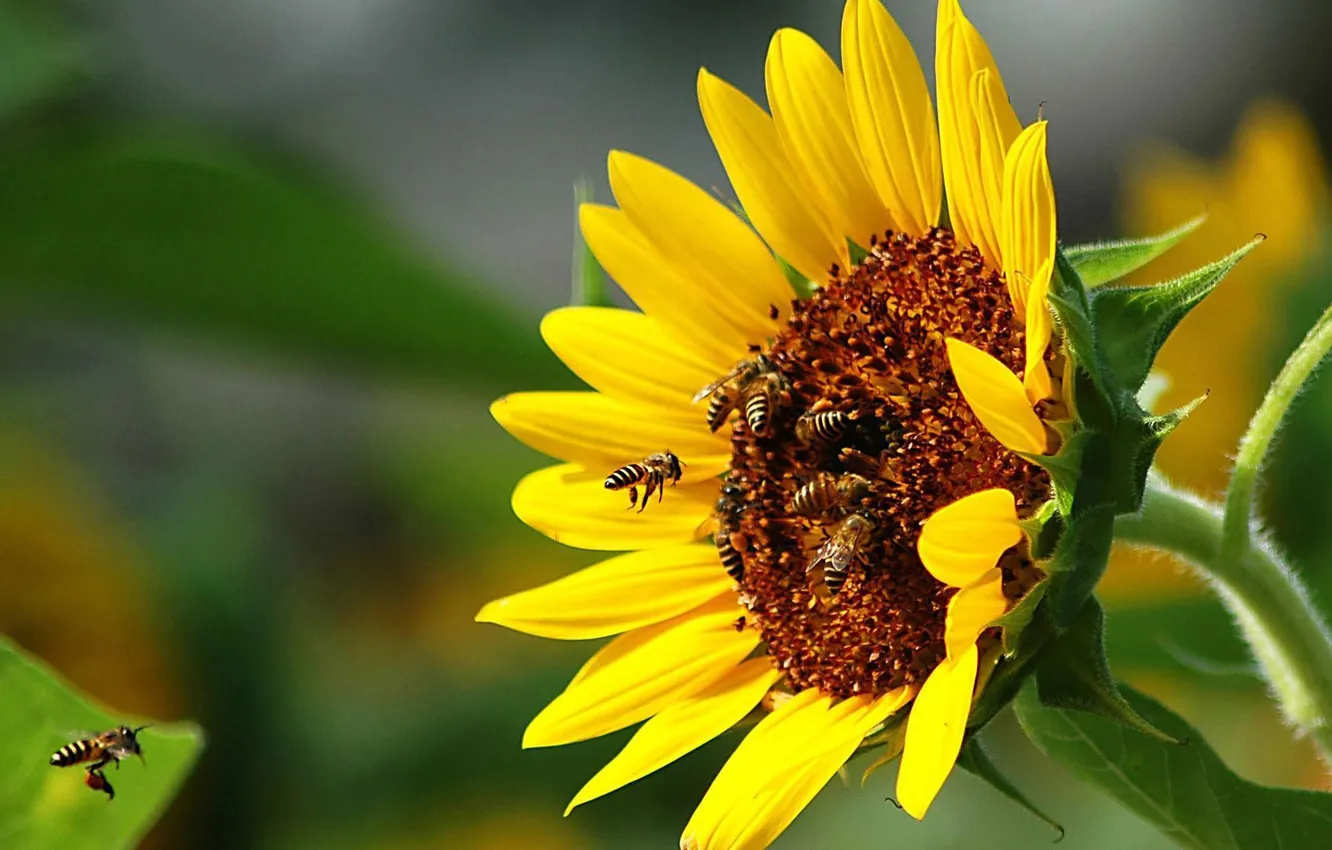 Photo wallpaper summer, the sun, sunflowers, bee, mood