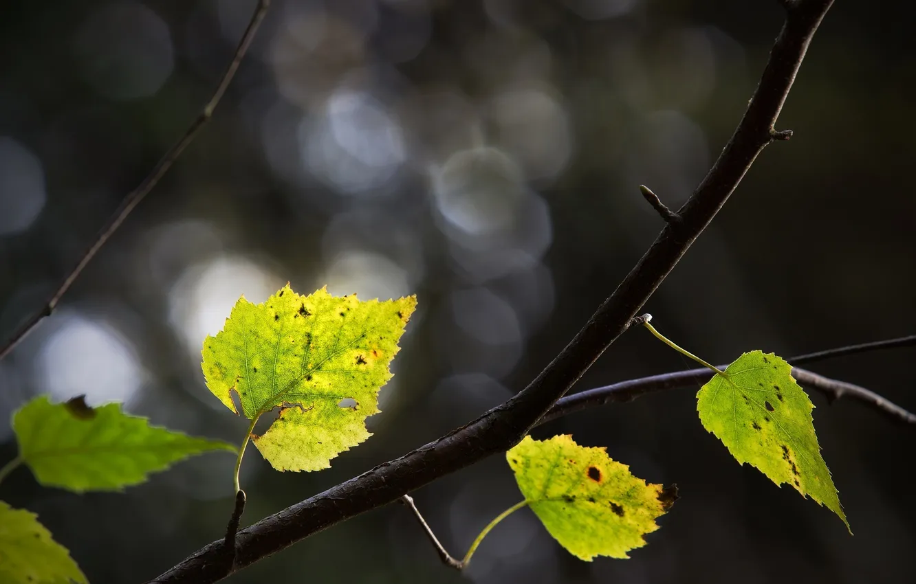 Photo wallpaper leaves, macro, branches, green