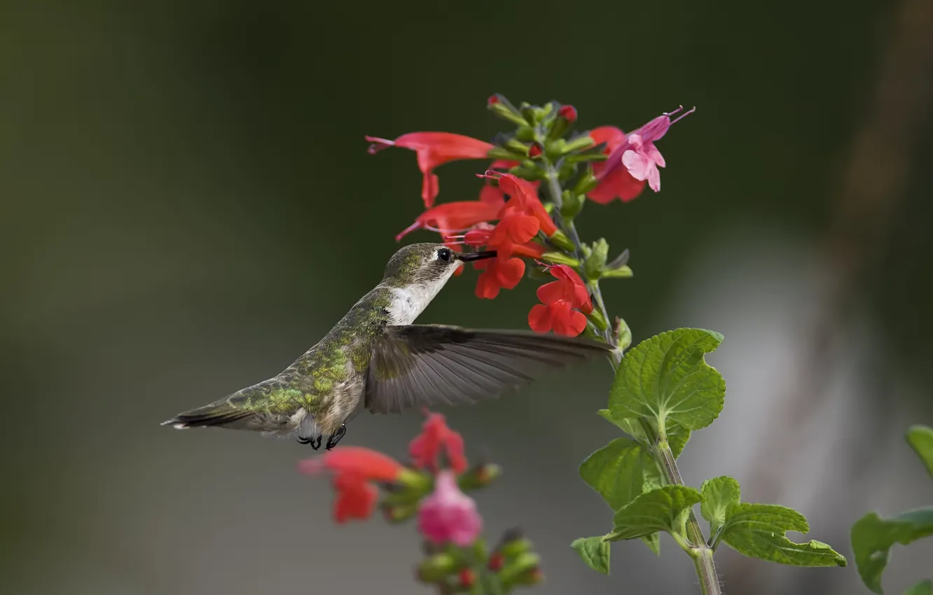 Photo wallpaper greens, macro, flowers, bird, Hummingbird