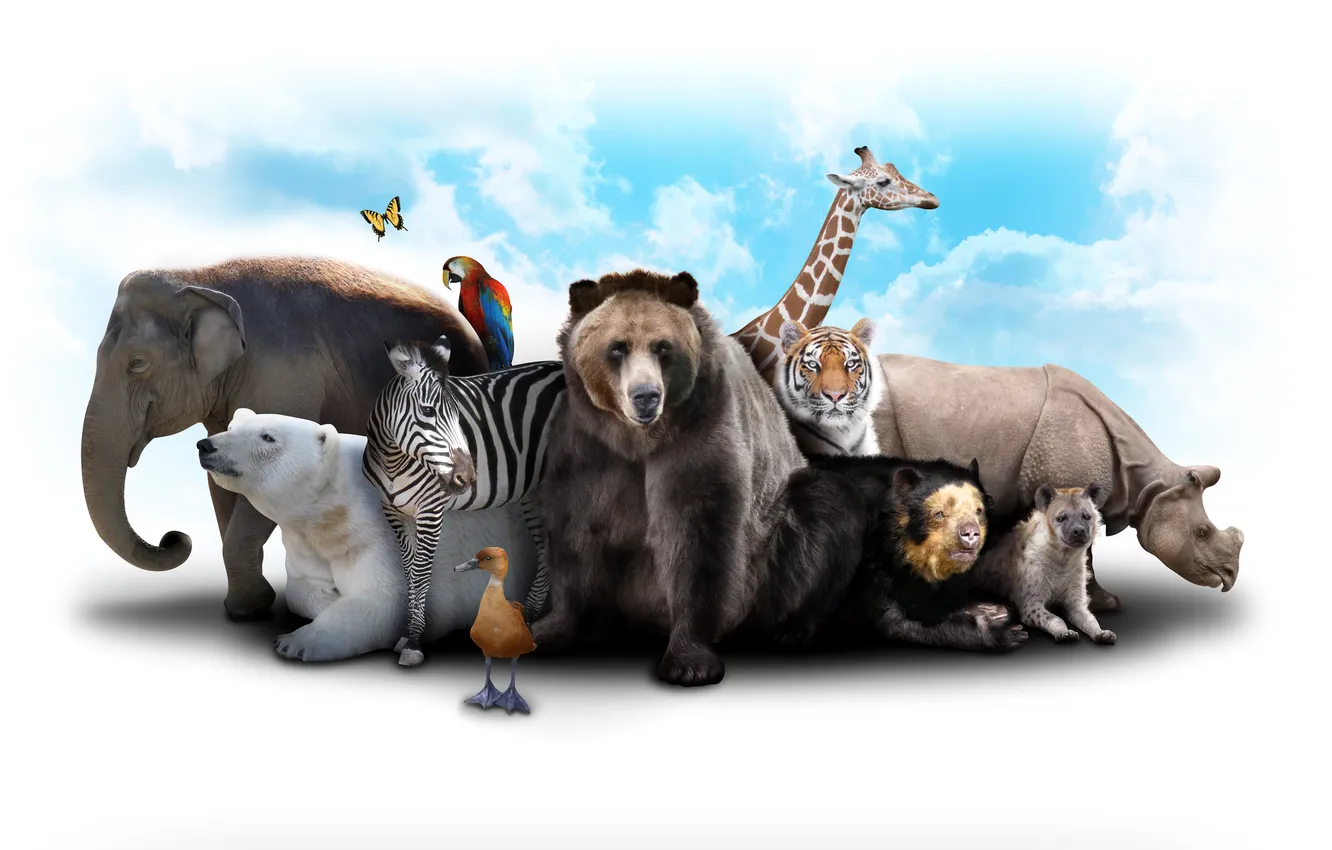 Photo wallpaper the sky, clouds, tiger, butterfly, elephant, duck, bear, giraffe