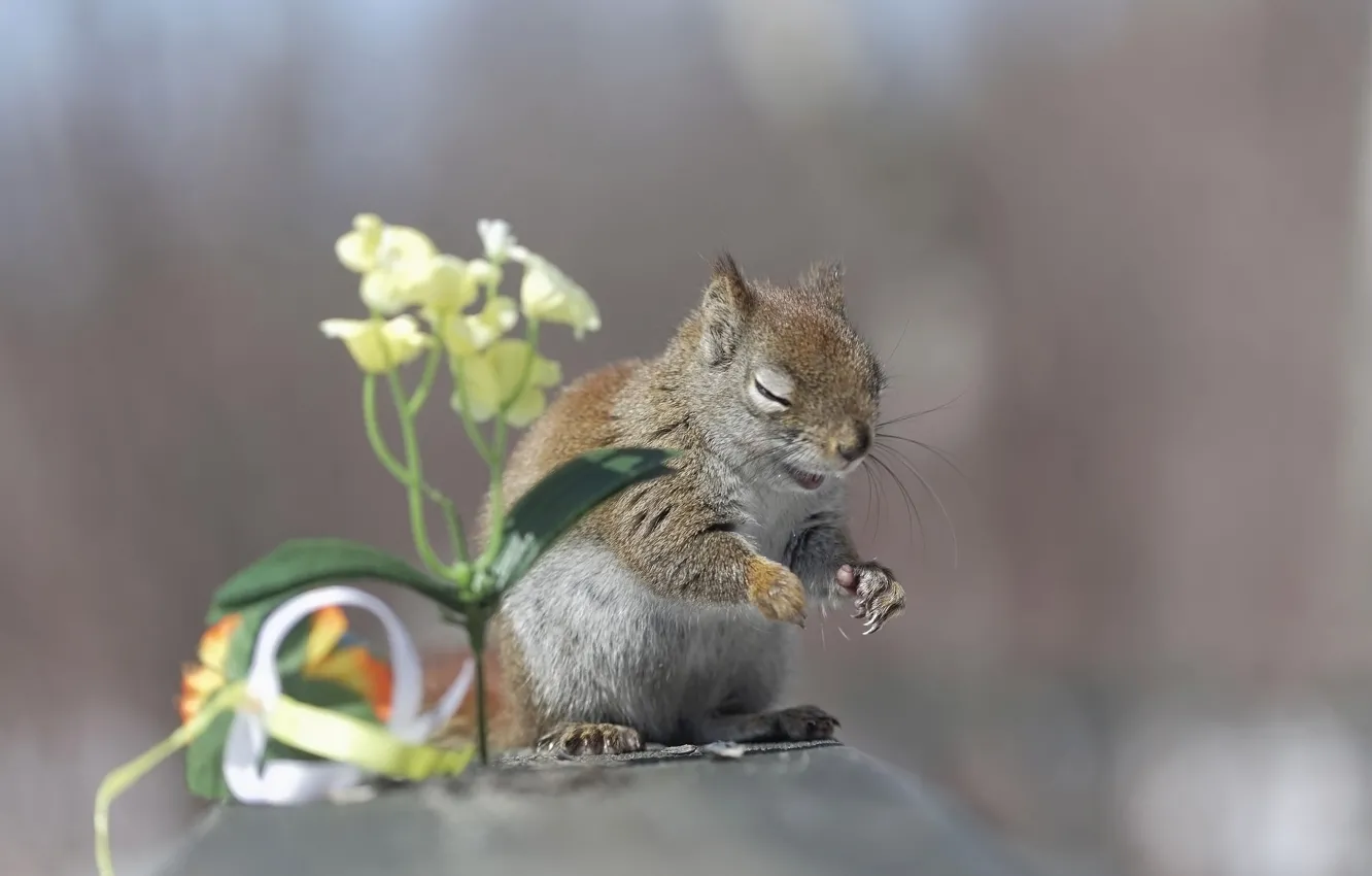 Photo wallpaper laughter, protein, LoL