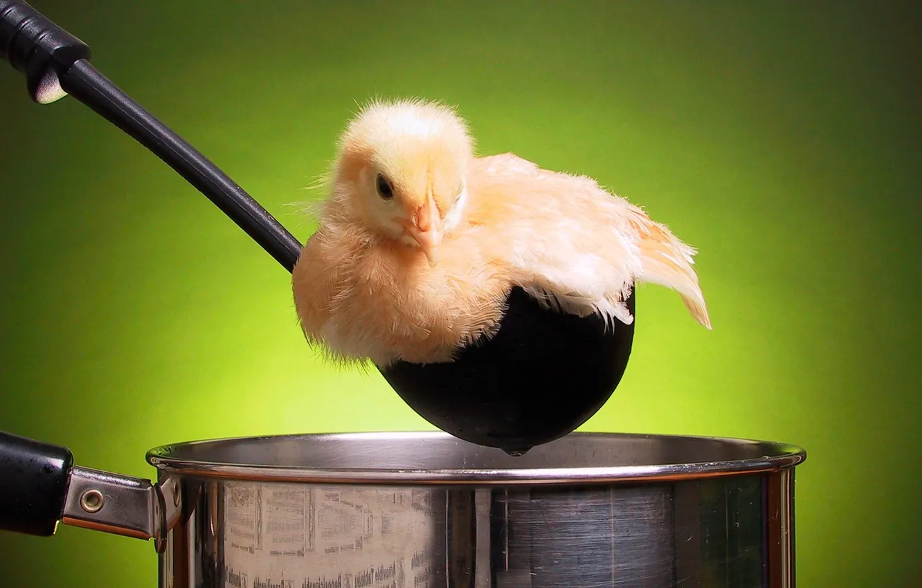 Photo wallpaper chickens, pan, Broth
