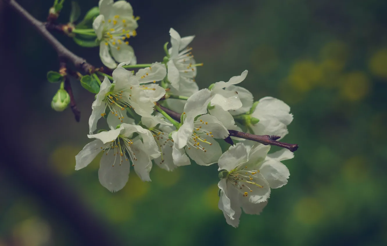 Photo wallpaper flowers, cherry, spring, flowering, cherry blossoms