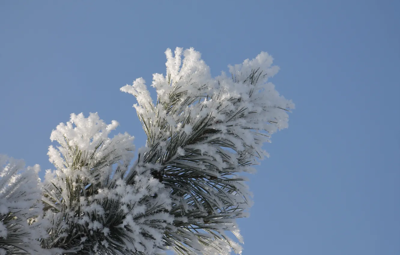 Photo wallpaper frost, white, blue, pine