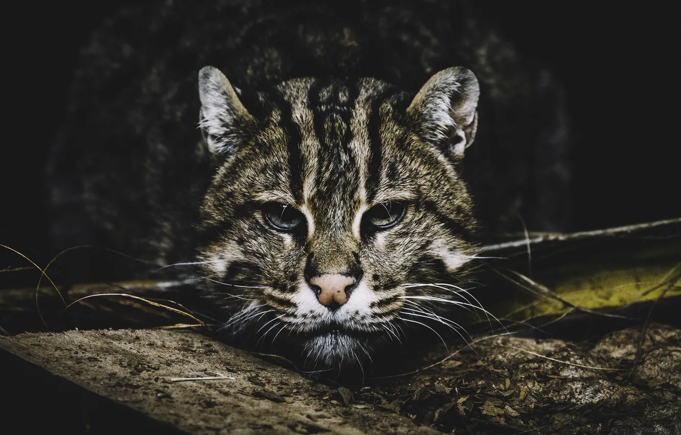 Photo wallpaper look, portrait, Fisher cat
