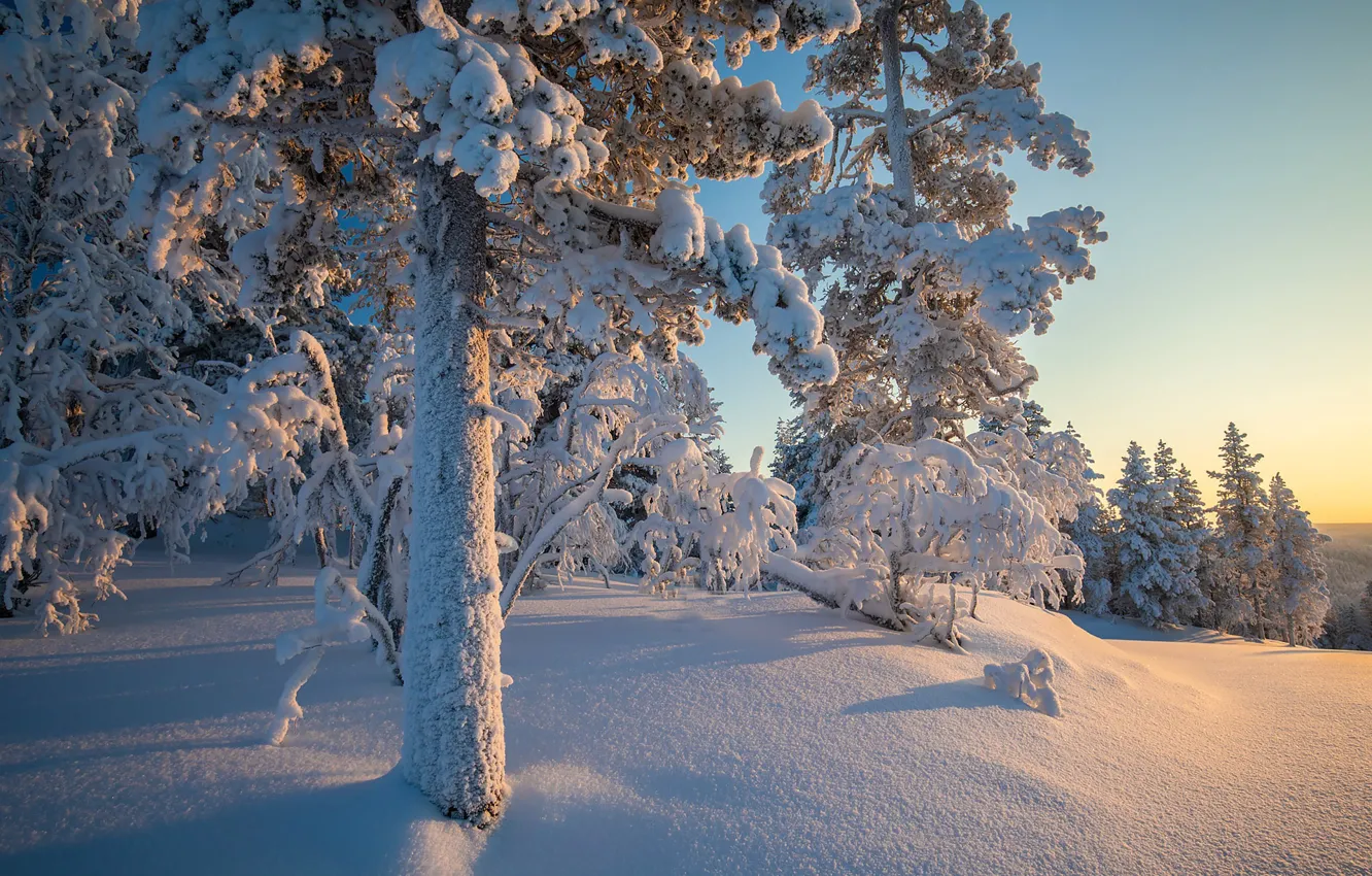 Photo wallpaper winter, forest, snow, trees, the snow, taiga, Finland, Finland