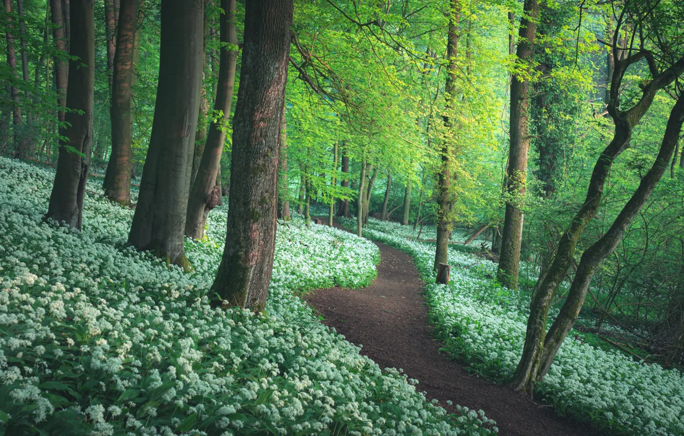 Photo wallpaper forest, trees, path, ramsons