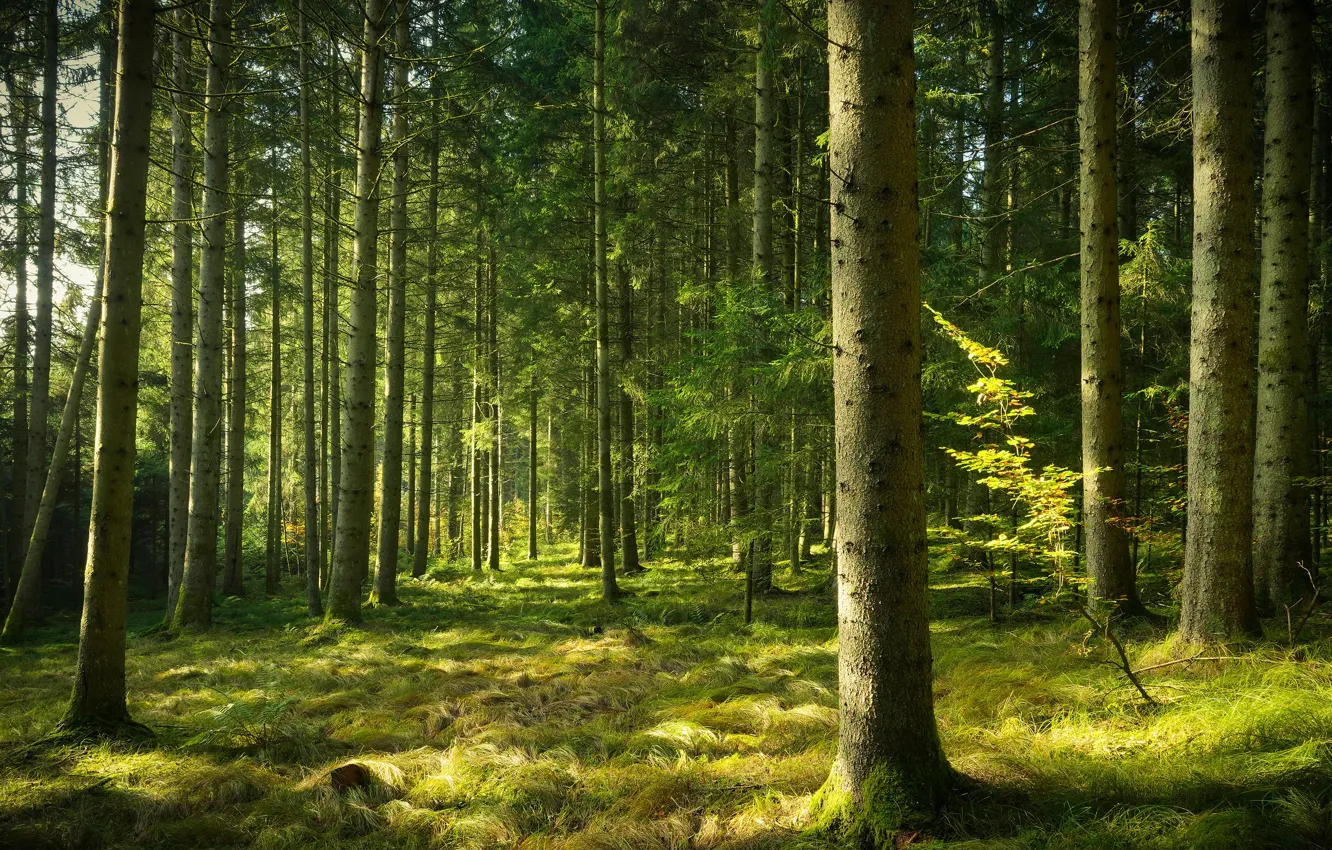 Photo wallpaper forest, pine, Bor