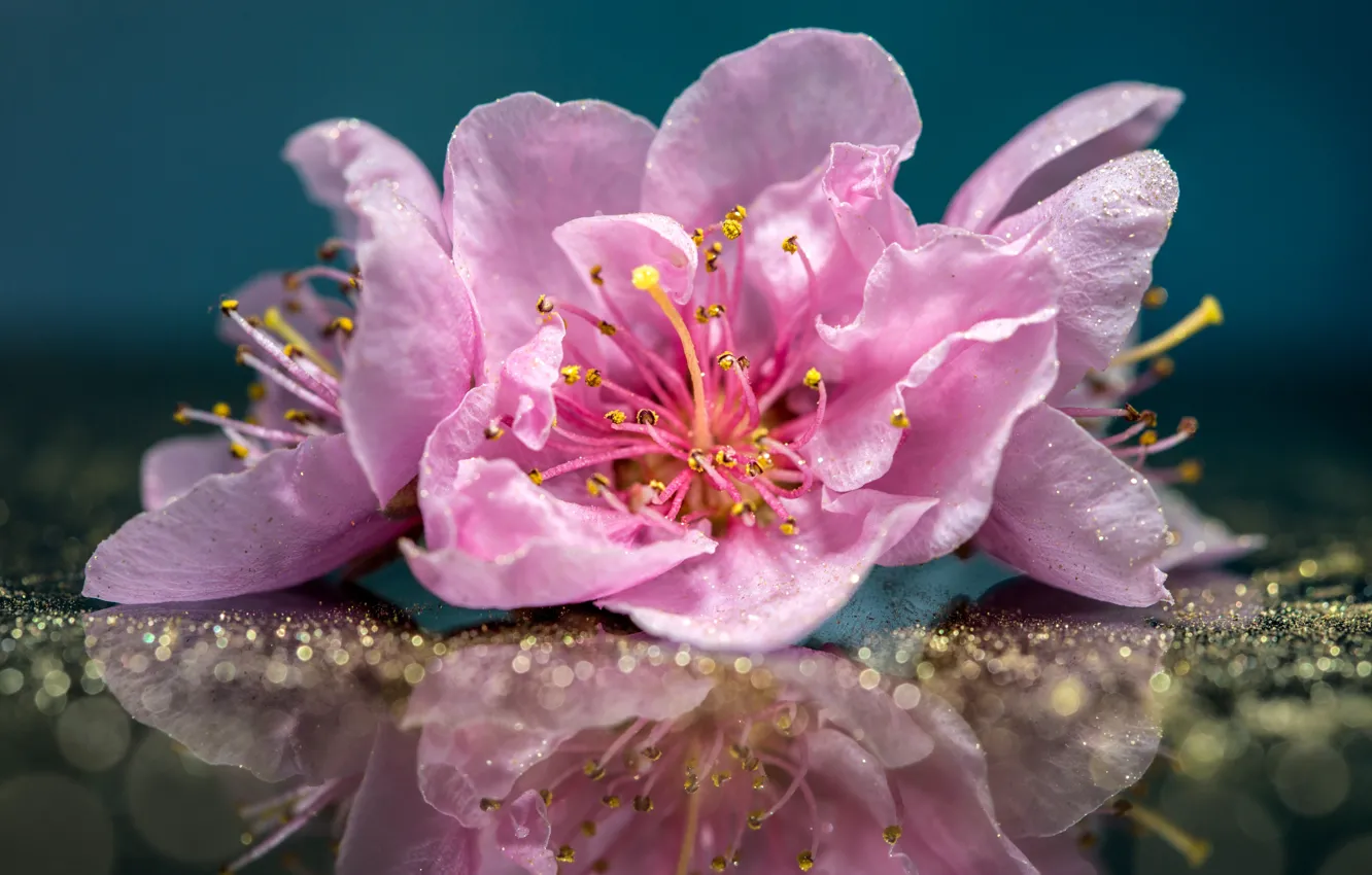 Photo wallpaper macro, reflection, pink, peaches
