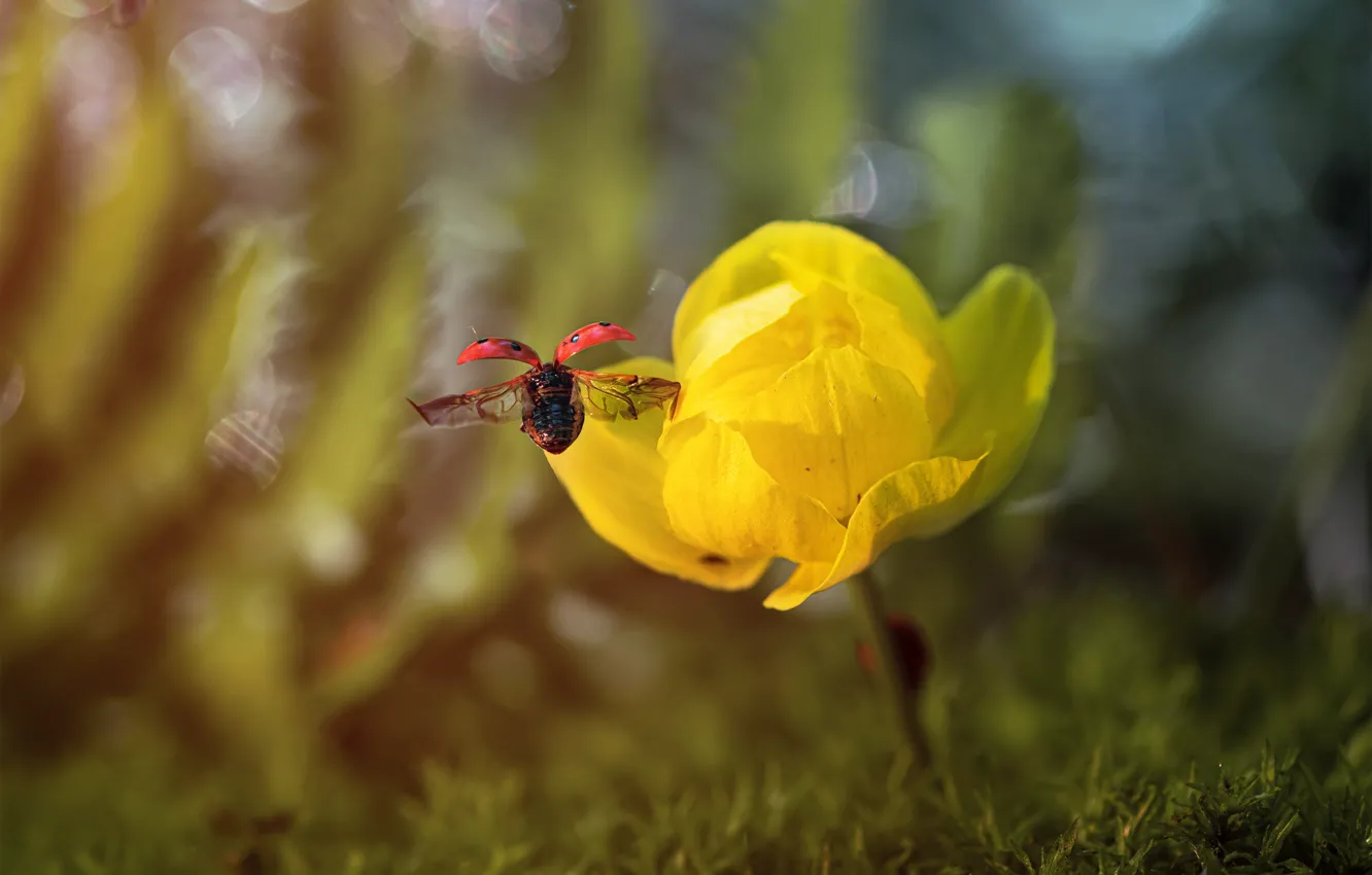 Photo wallpaper macro, light, flight, flowers, yellow, glade, ladybug, moss