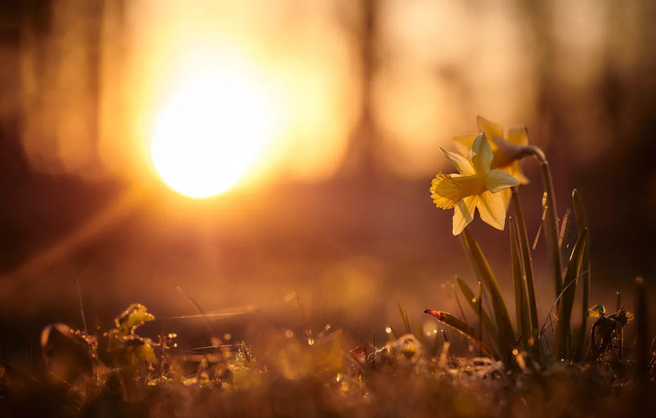 Photo wallpaper the sun, rays, light, sunset, flowers, nature, background, glade